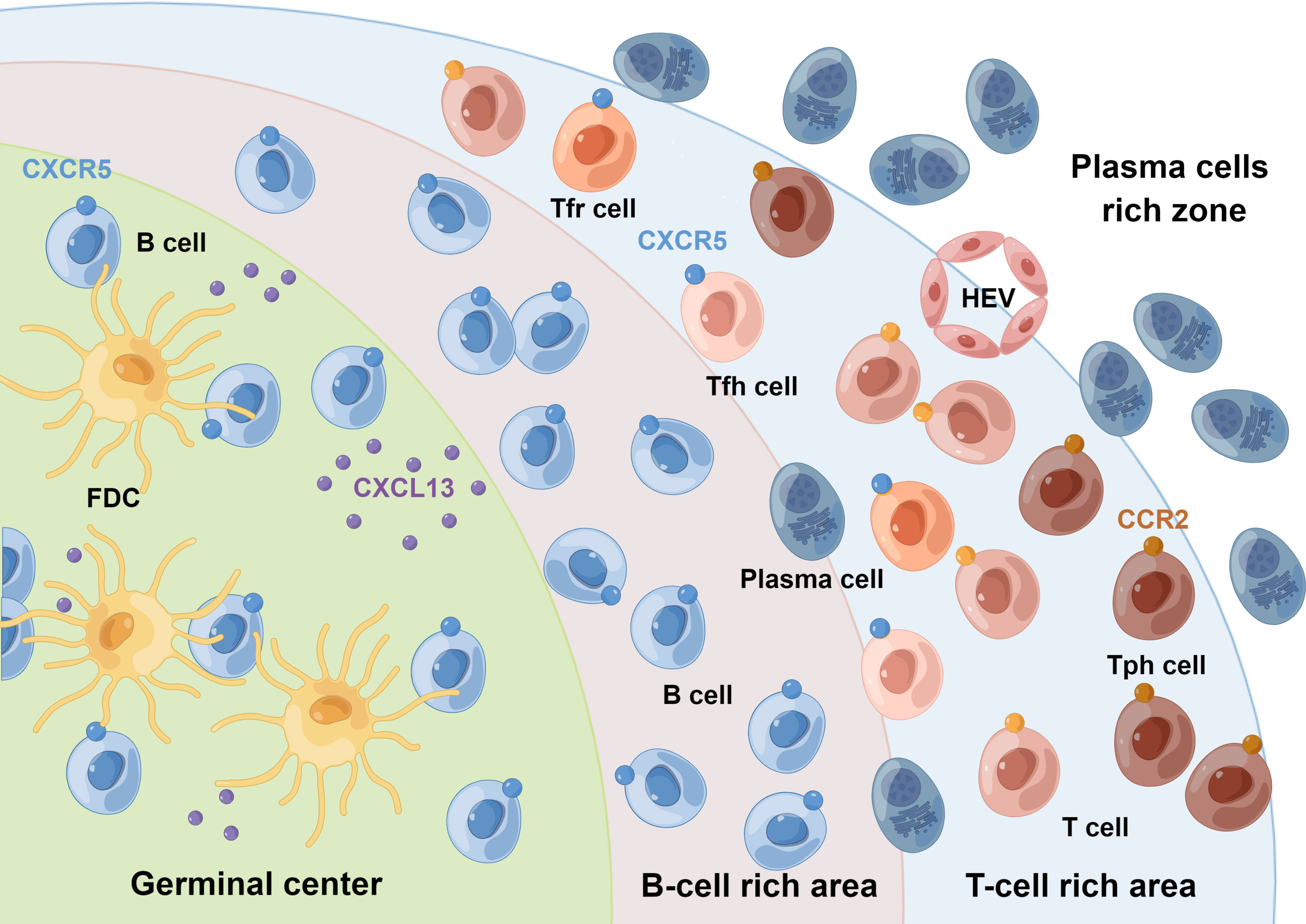 helper t cells function