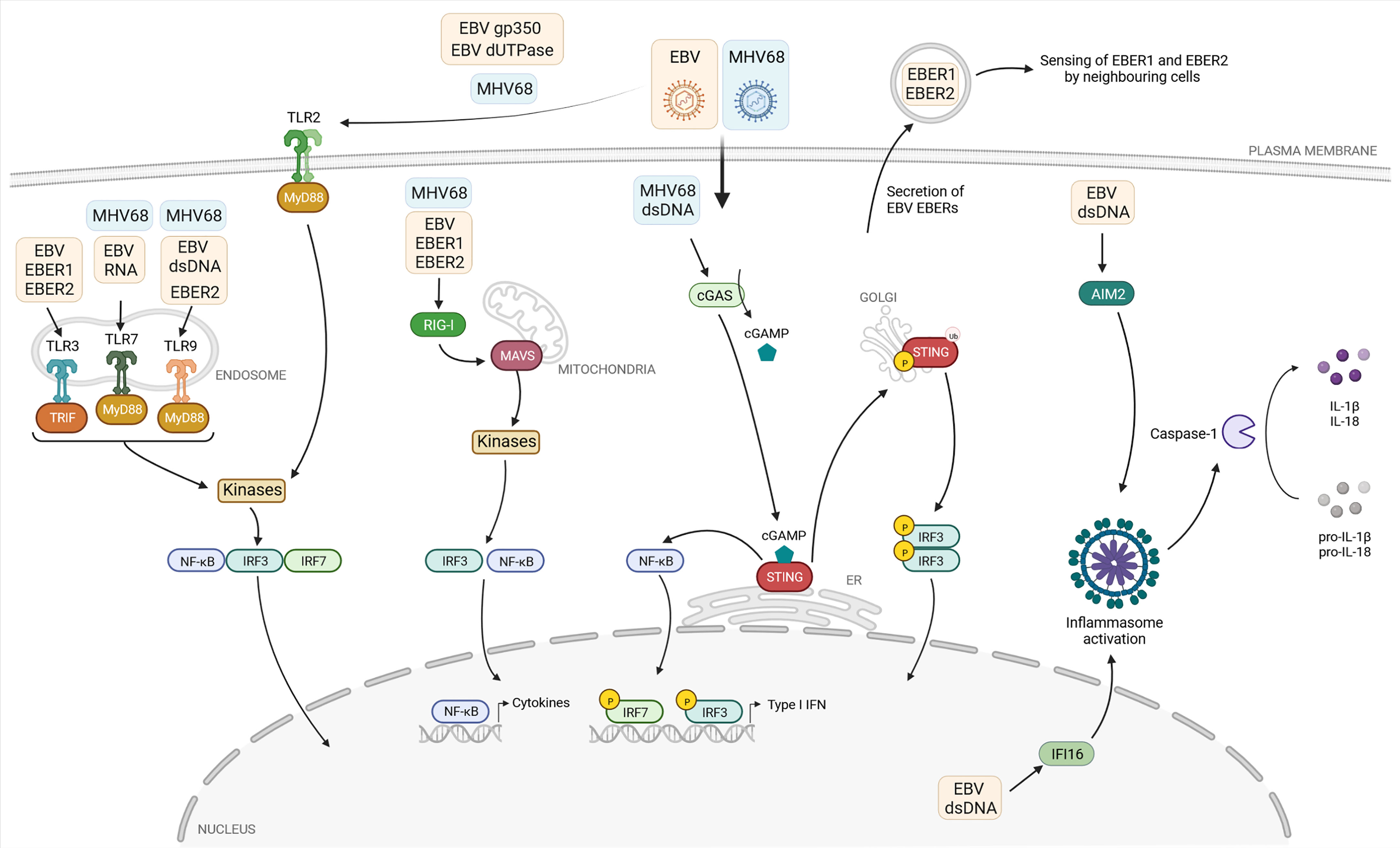 Frontiers | The innate and T-cell mediated immune response during