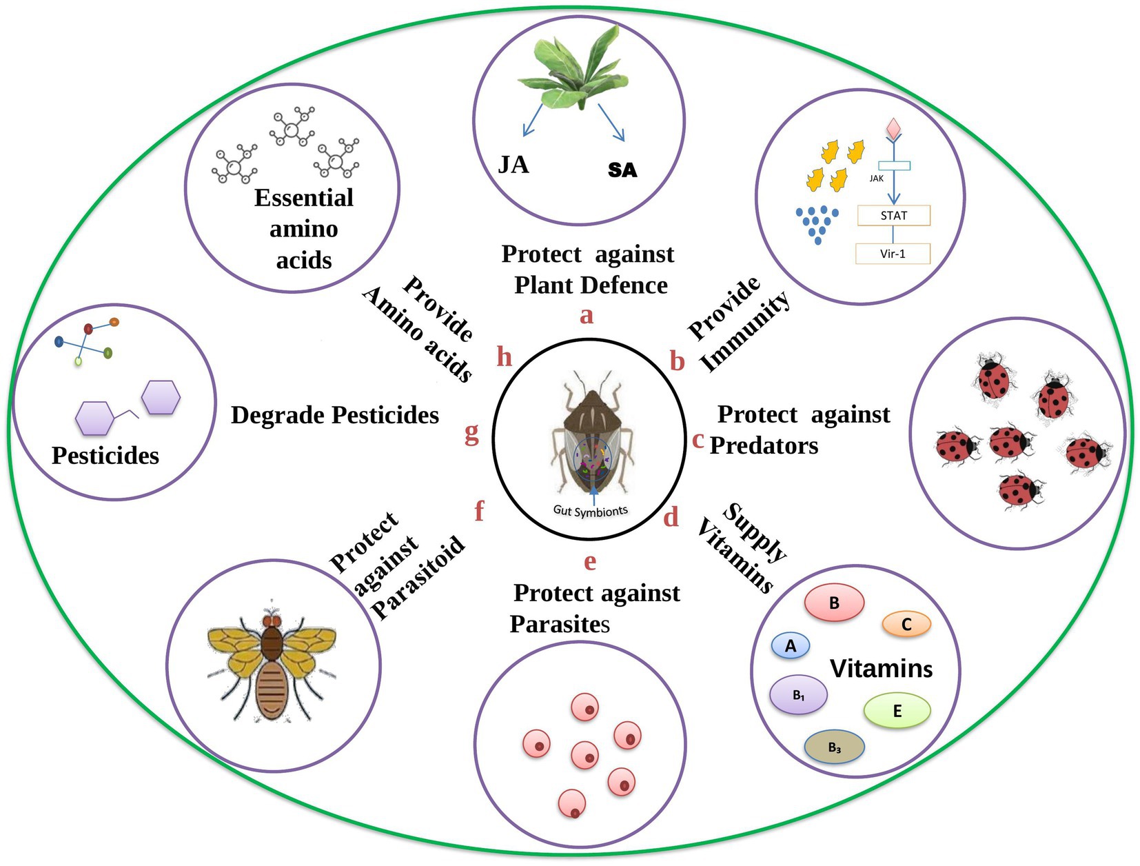 Frontiers  Role of gut symbionts of insect pests: A novel target for insect-pest  control
