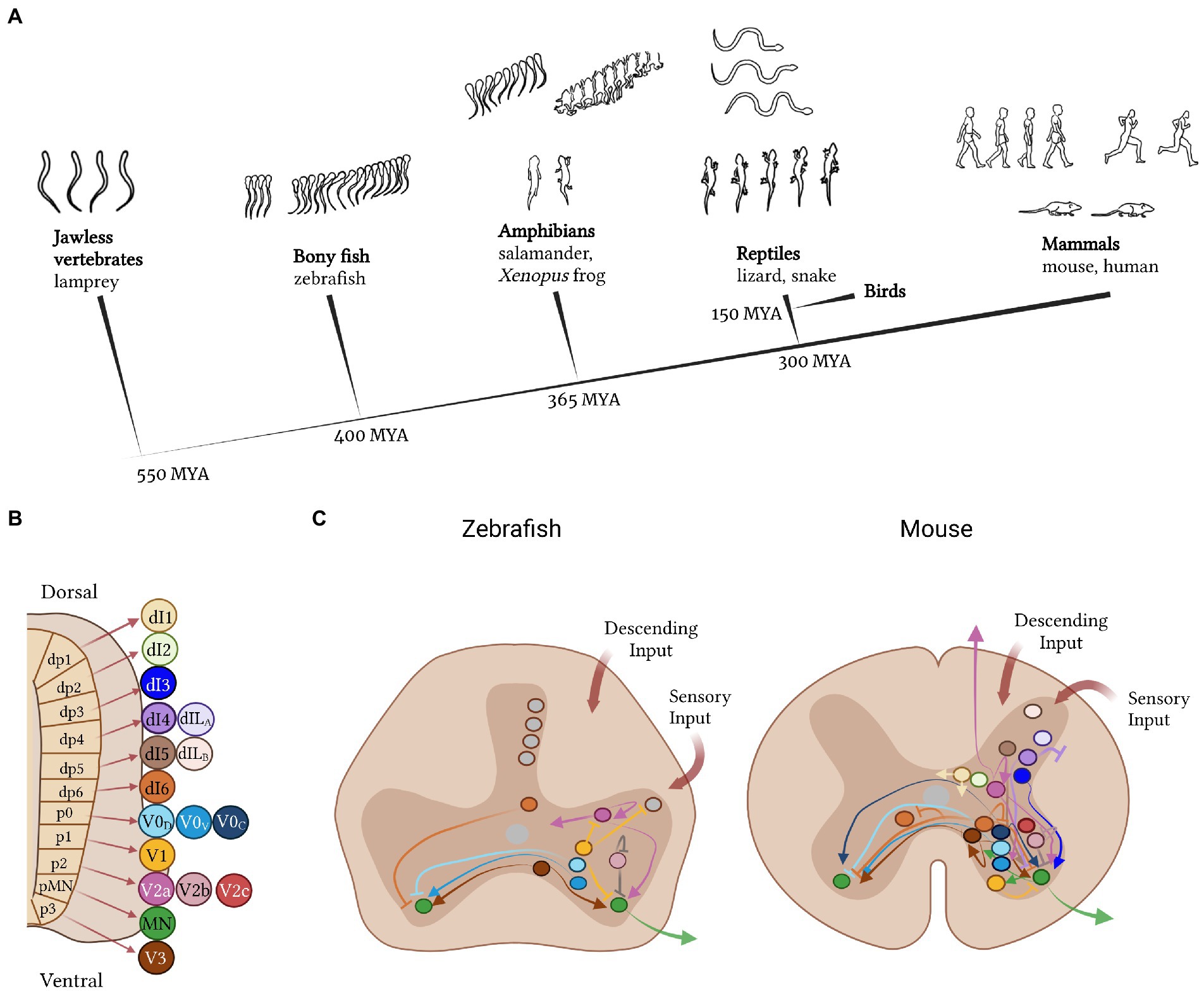 Frontiers  Spinal cords: Symphonies of interneurons across species