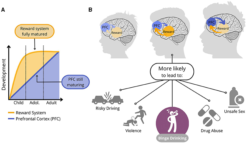 Figure 2 - Brain maturation in children, adolescents, and adults.