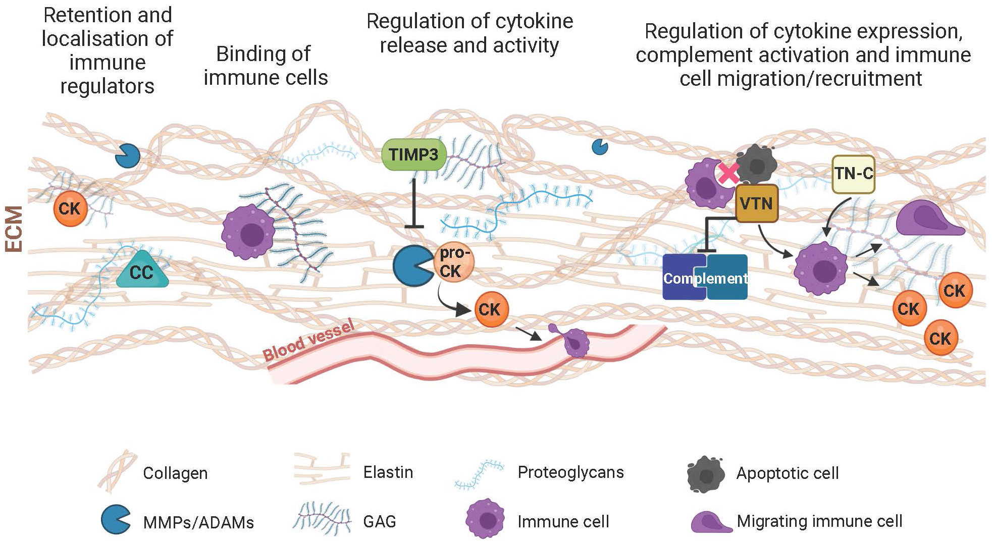 Frontiers | The extracellular microenvironment in immune
