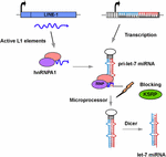 Frontiers | LINE-1 retrotransposons and let-7 miRNA: partners in the ...