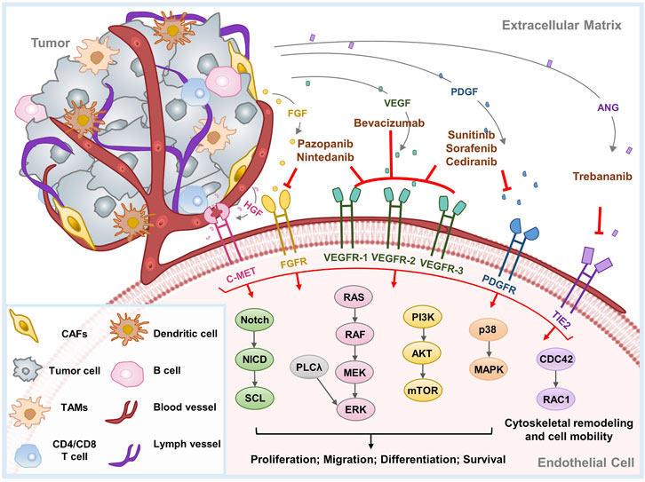 Frontiers | Anti-angiogenic Therapy In Ovarian Cancer: Current ...