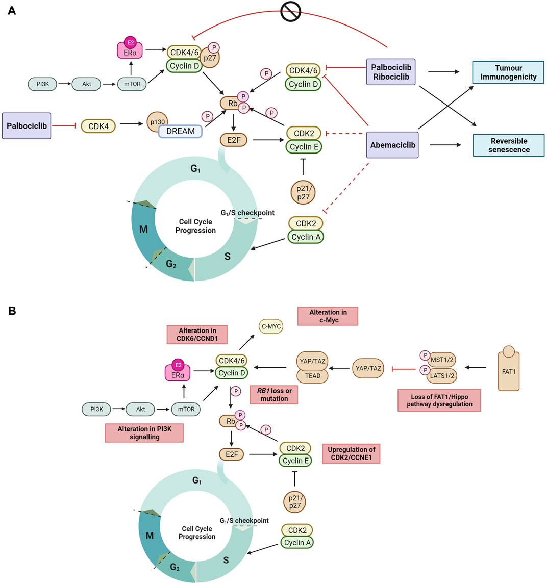 Frontiers | CDK4/6 Inhibitor Resistance In Estrogen Receptor Positive ...