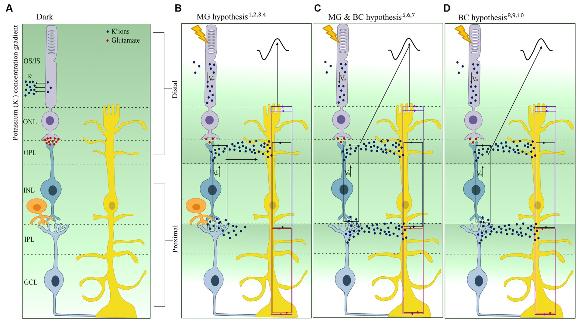 Frontiers | The Origins Of The Full-field Flash Electroretinogram B-wave