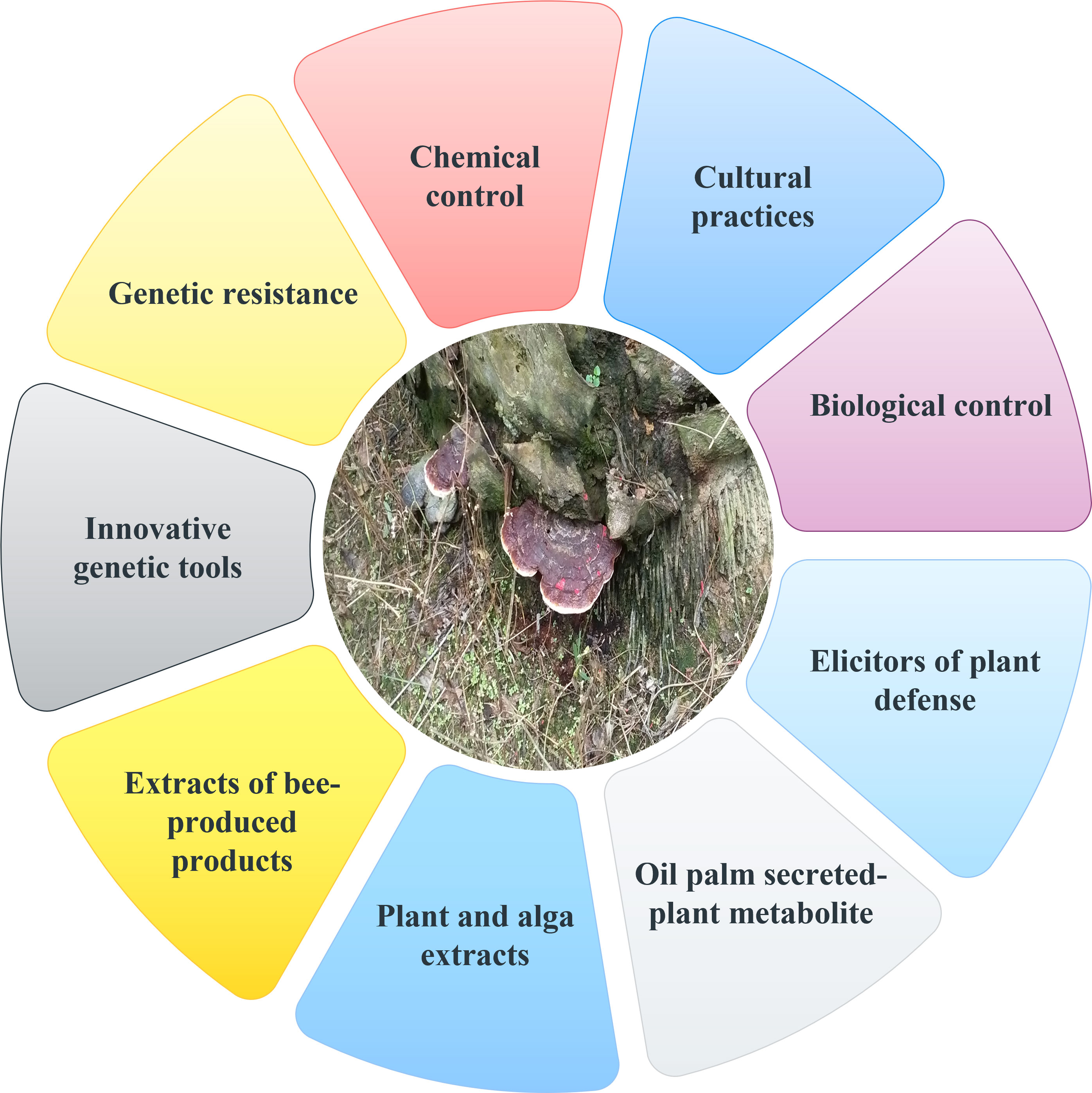 Frontiers | Ganoderma boninense: general characteristics of ...