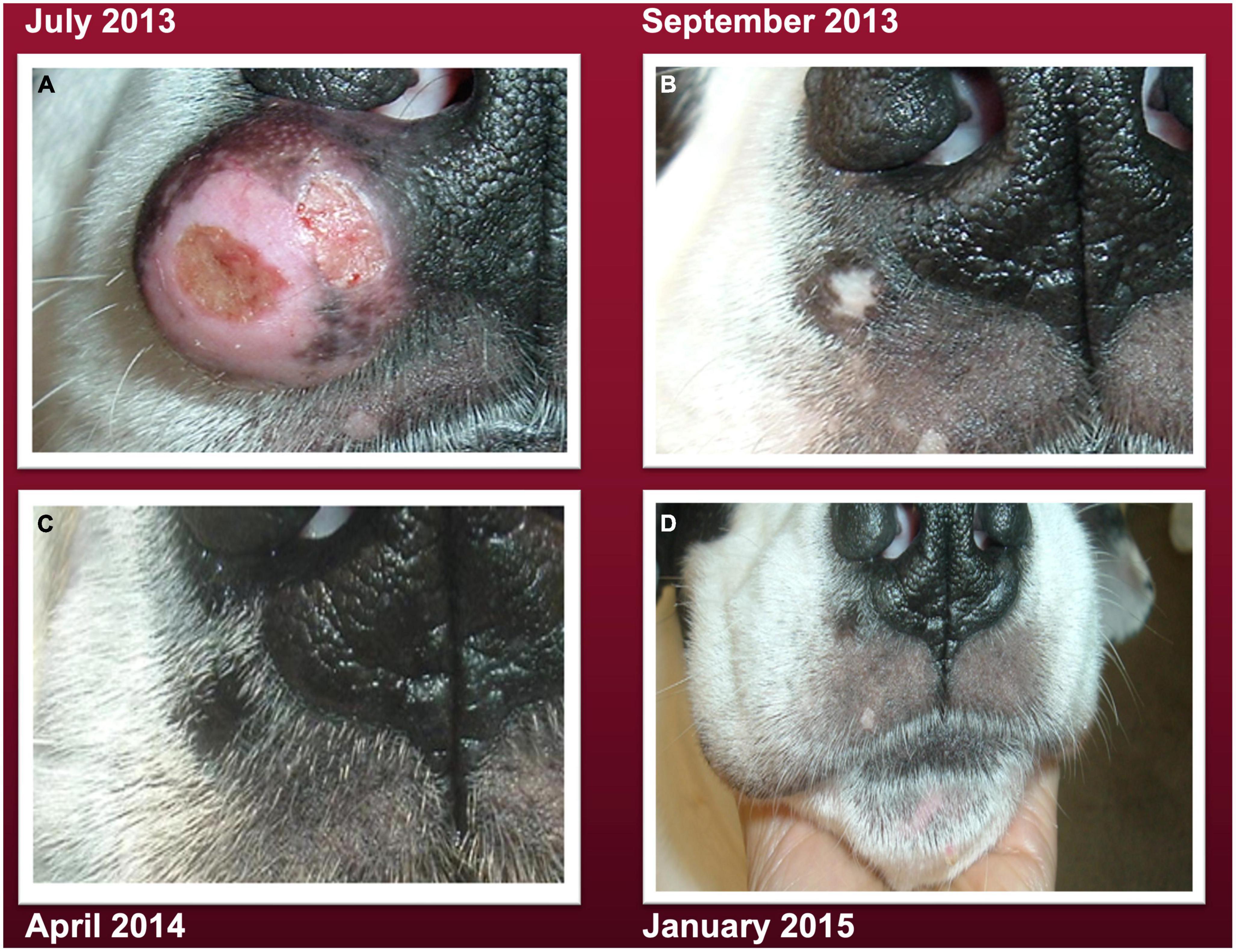 dog mast cell tumor bleeding