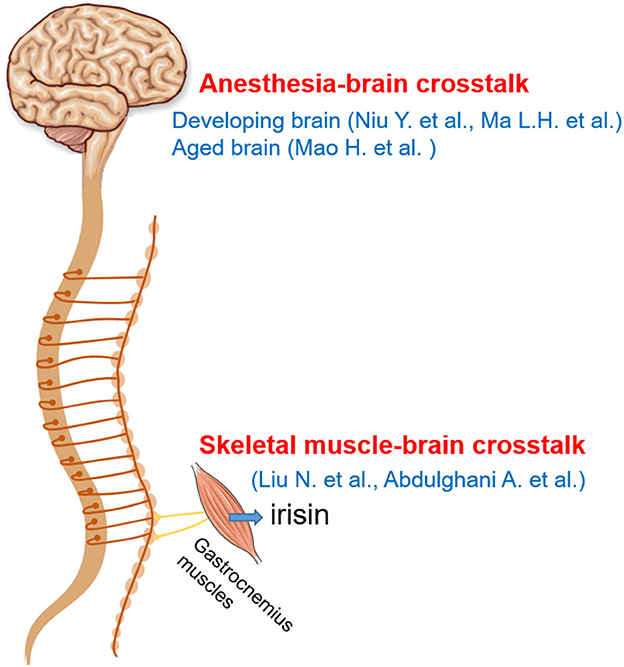 Frontiers | Editorial: Current Trends In The Crosstalk Between Nervous ...