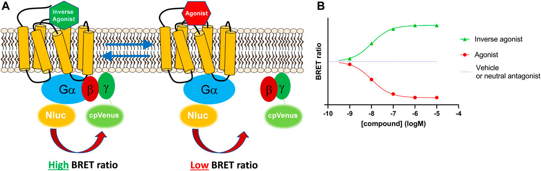 Frontiers  Development of a membrane-based Gi-CASE biosensor