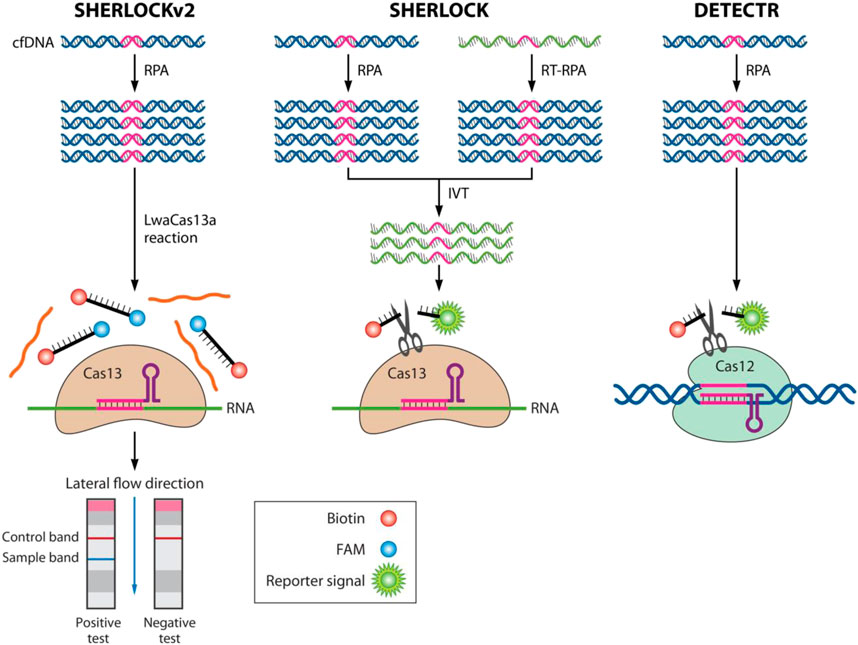 Frontiers Crispr Cas Technology A Key Approach For Sars Cov Detection