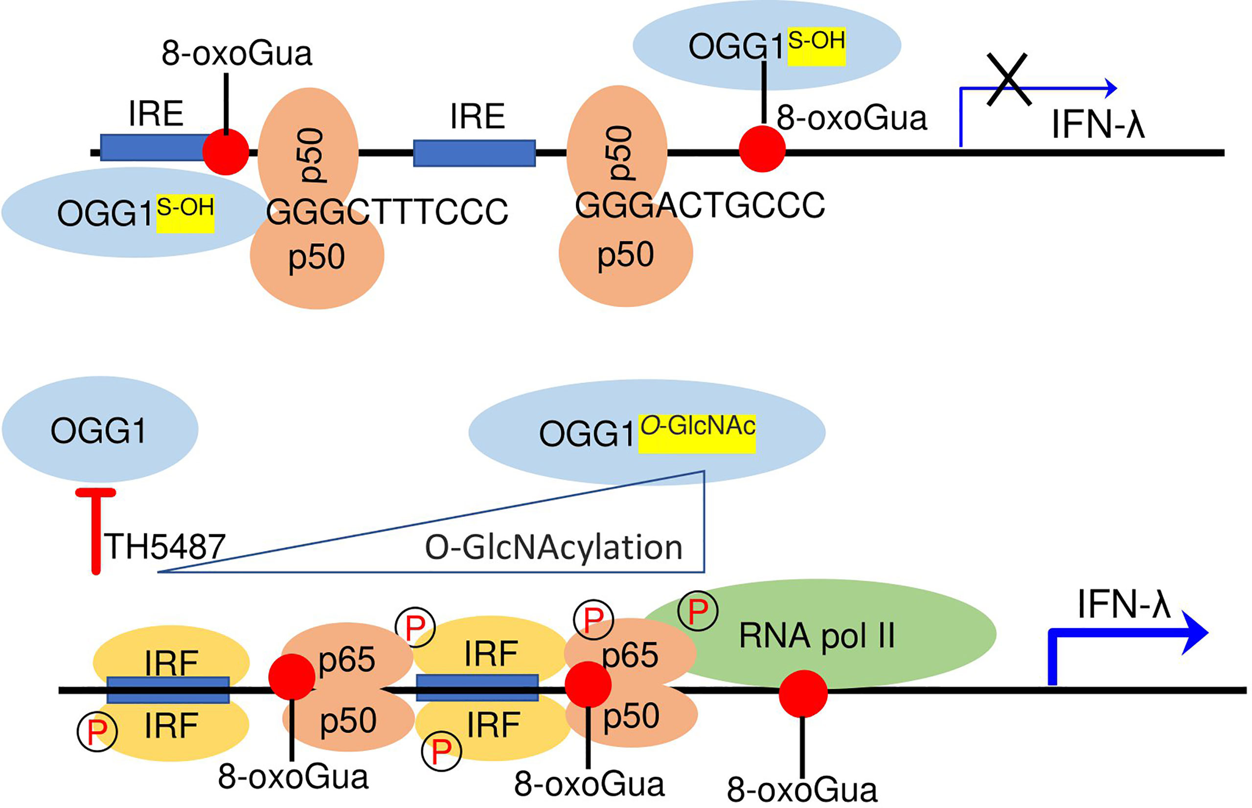 Frontiers Epigenetic control of type III interferon expression