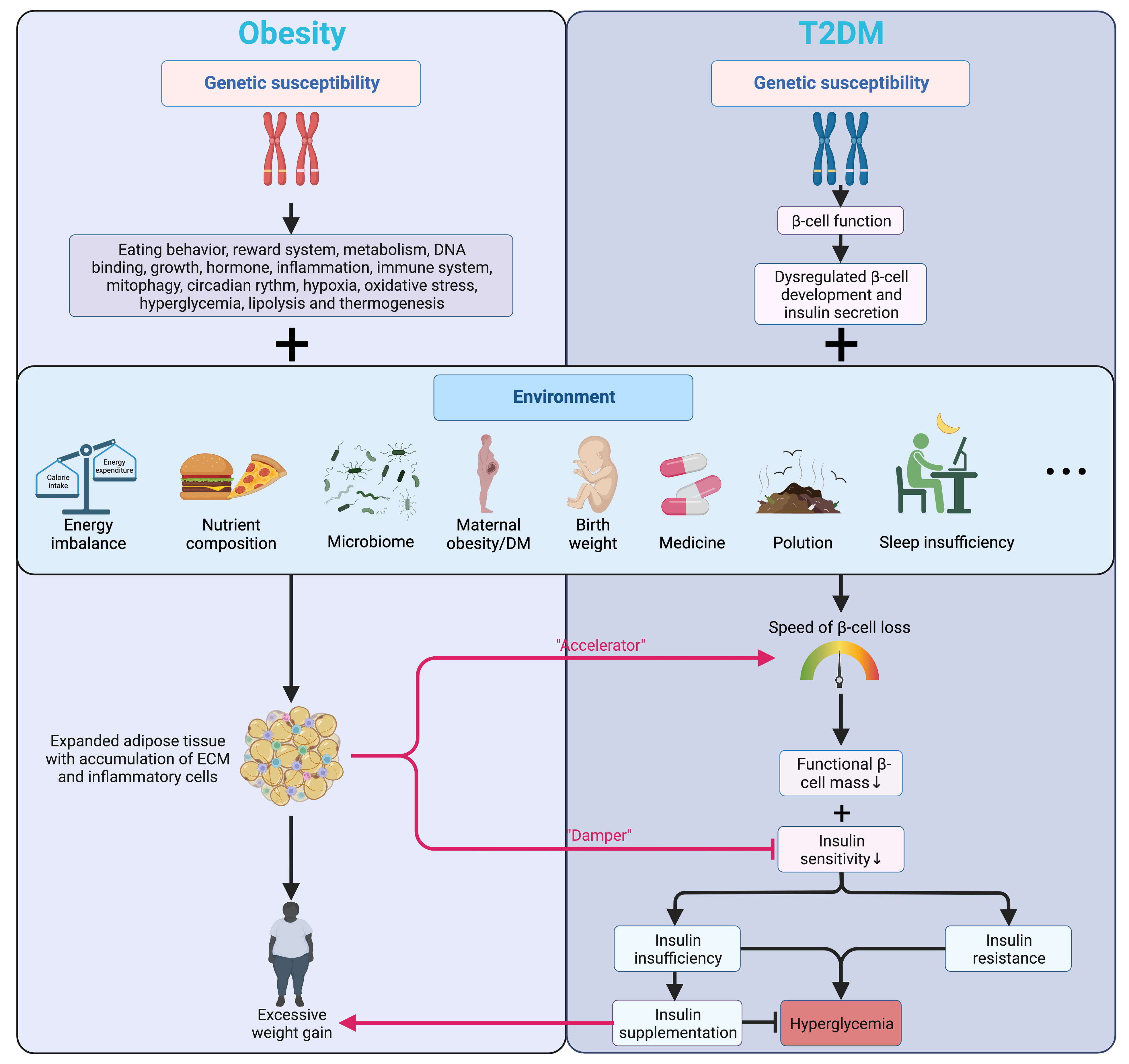 Frontiers | Obesity and type 2 diabetes mellitus: connections in