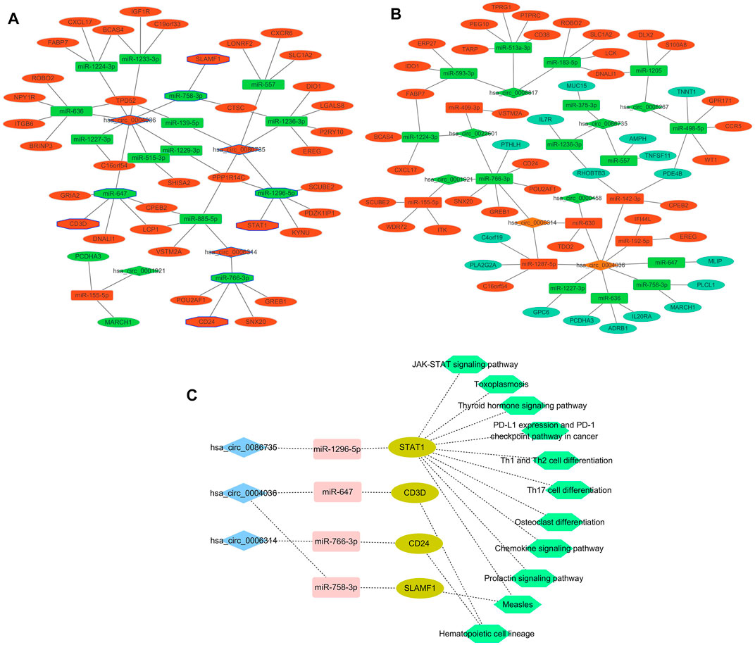 Frontiers Identification Of Circrna Mirna Mrna Network In Luminal Breast Cancers By Integrated