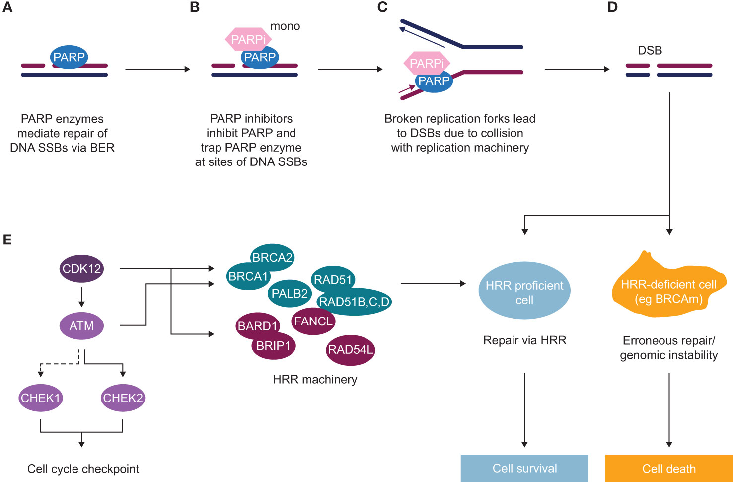 Alterations in homologous recombination repair genes in prostate