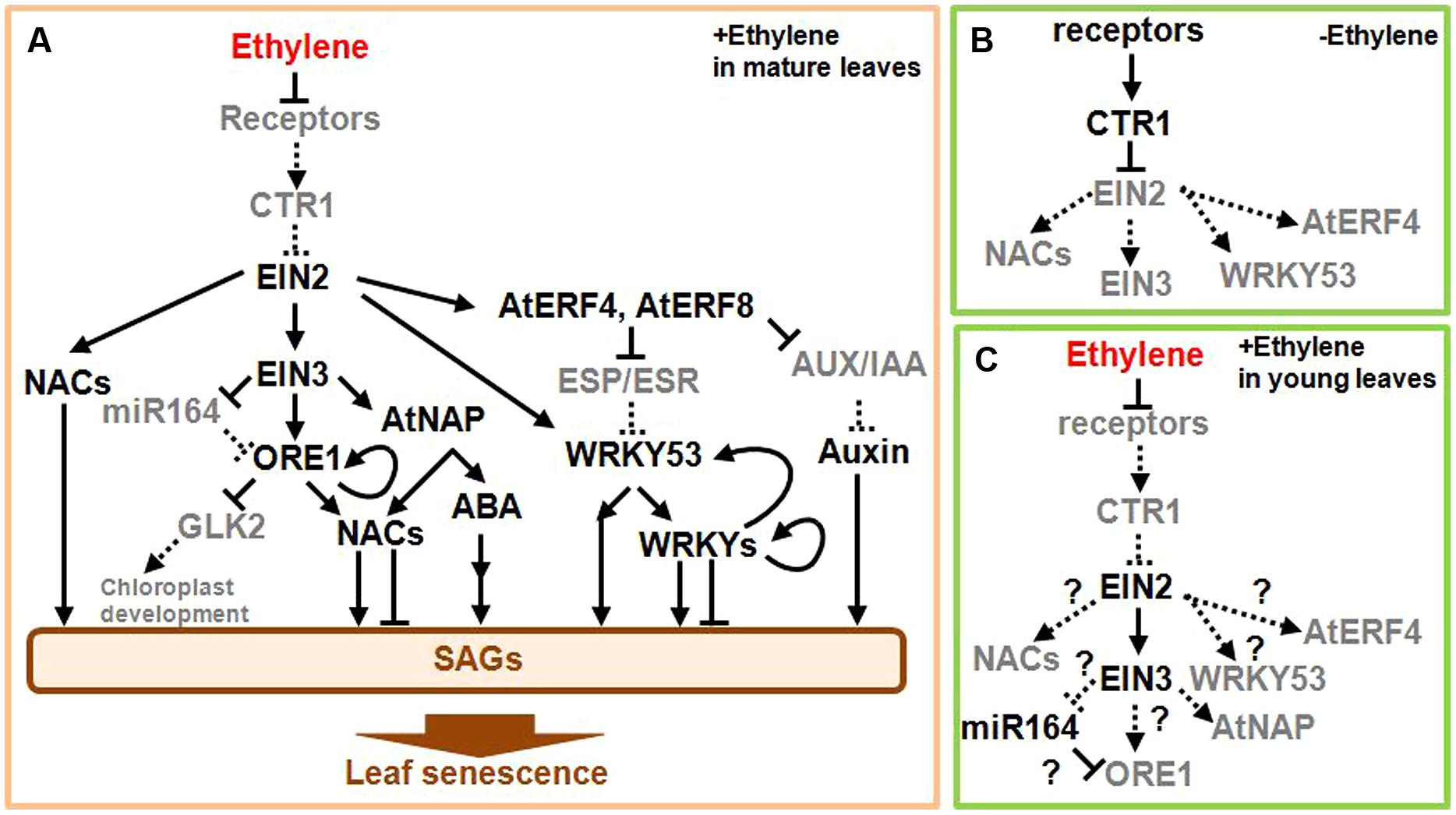 Frontiers | The roles of ethylene and transcription factors in the ...