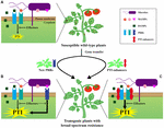 Frontiers | Enhancing crop innate immunity: new promising trends ...