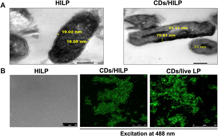 Frontiers Carbon dots labeled Lactiplantibacillus plantarum a