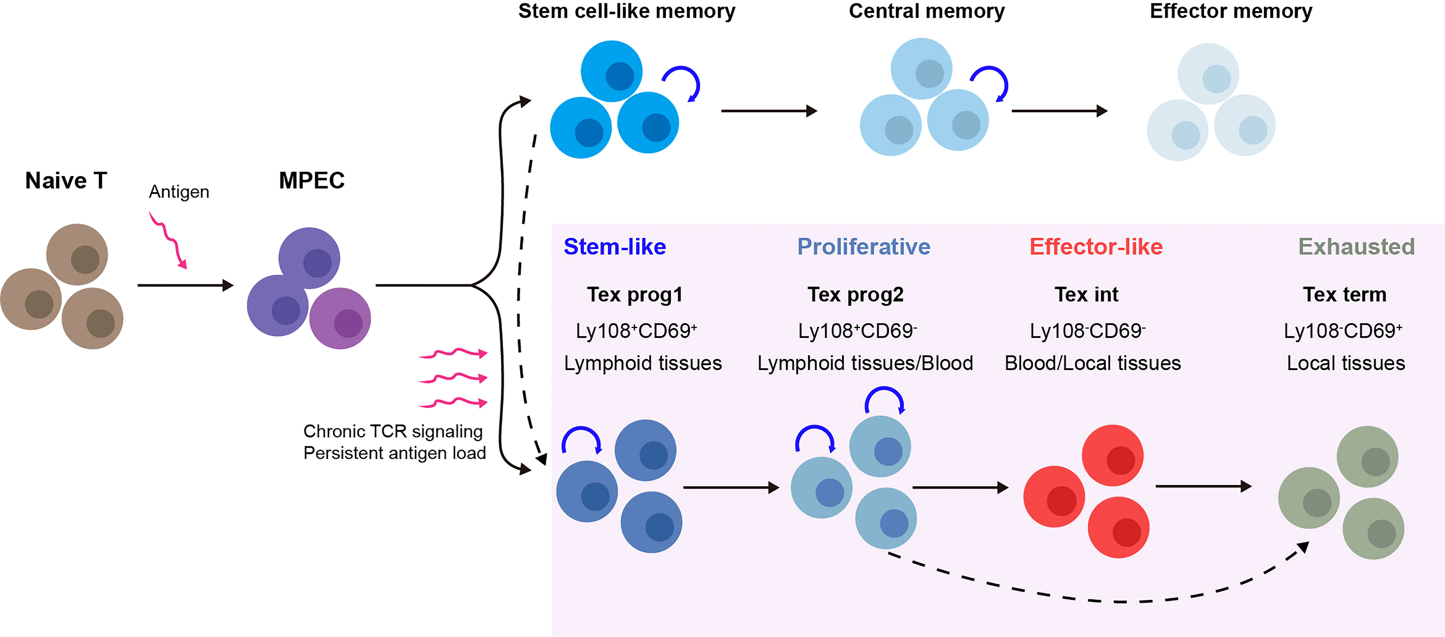 Frontiers The Development Of CD8 T cell Exhaustion Heterogeneity And 