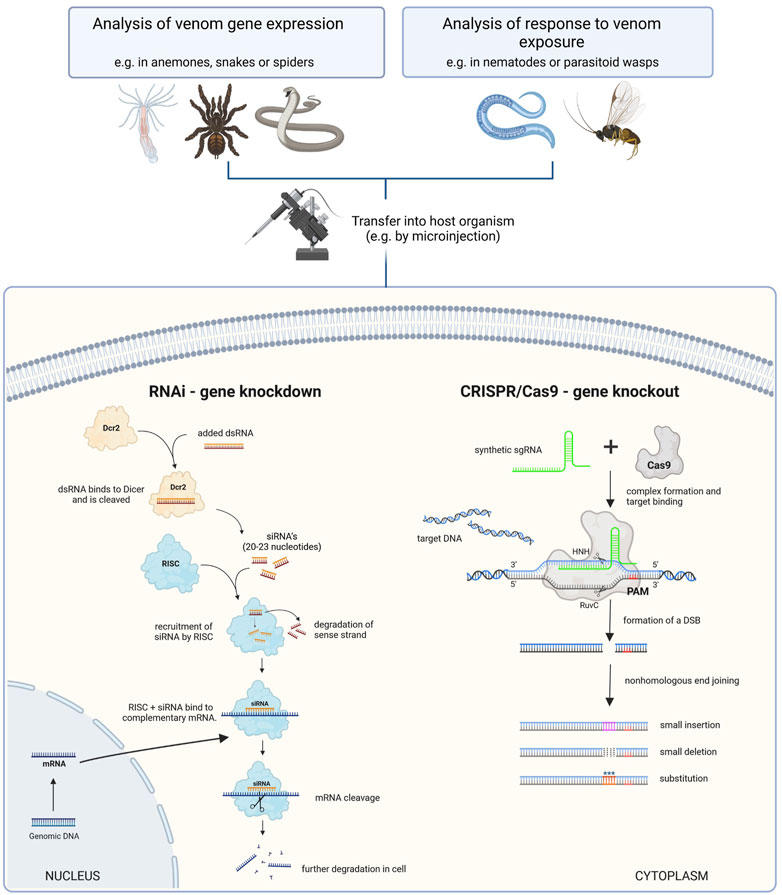 Molecular architecture of black widow spider neurotoxins