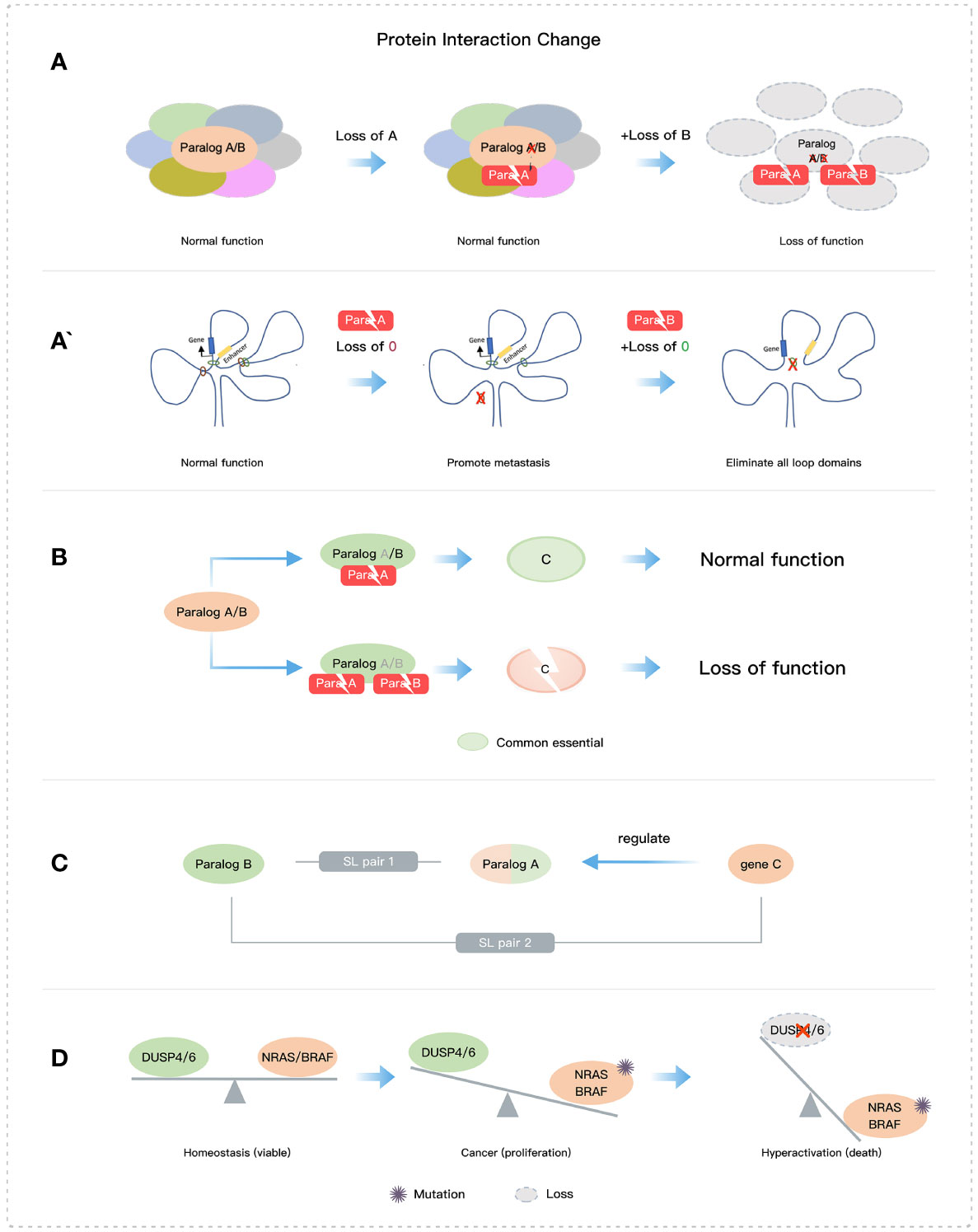 Frontiers | Paralog-based synthetic lethality: rationales and 