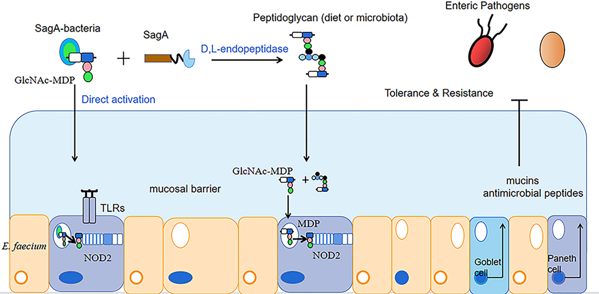 Frontiers | Progress In The Application Of Enterococcus Faecium In ...