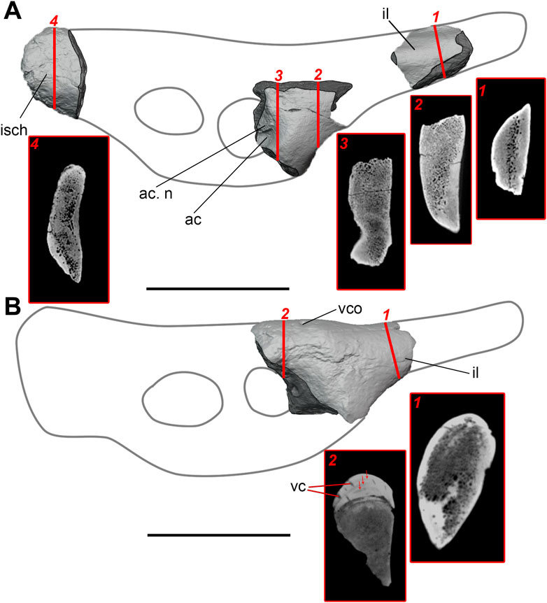 Whale Bone, Vertebra; Cetacea; Unaccessioned