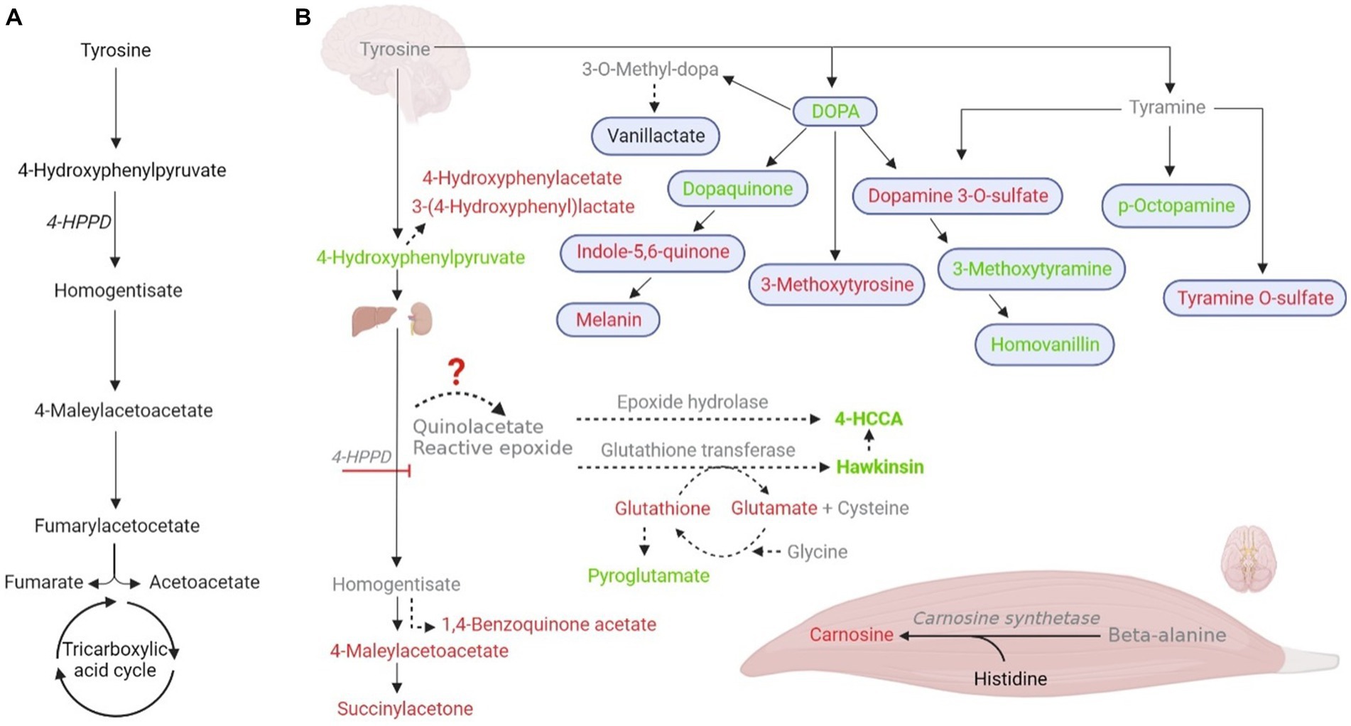 tyrosine metabolism