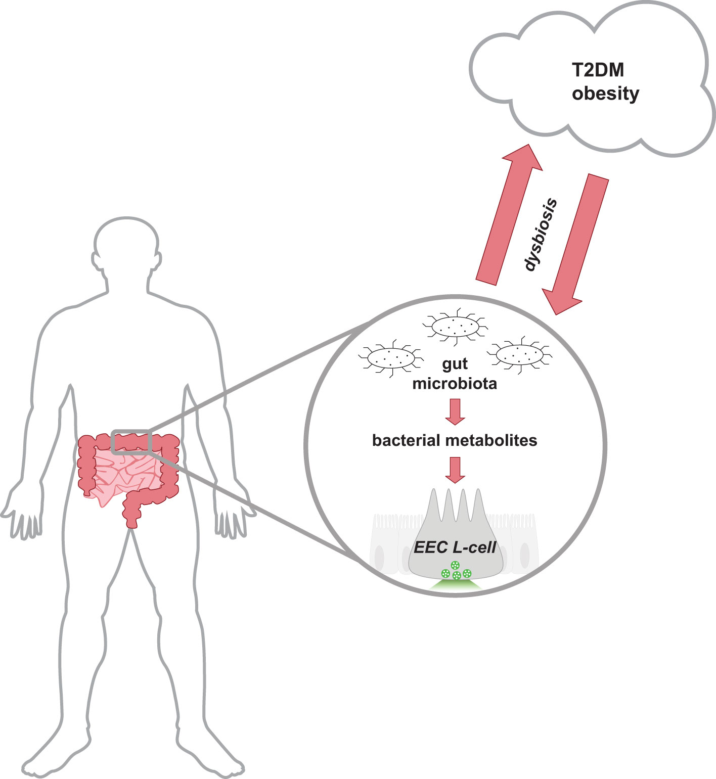 Frontiers Short-chain fatty acids, secondary bile acids and indoles gut microbial metabolites with effects on enteroendocrine cell function and their potential as therapies for metabolic disease