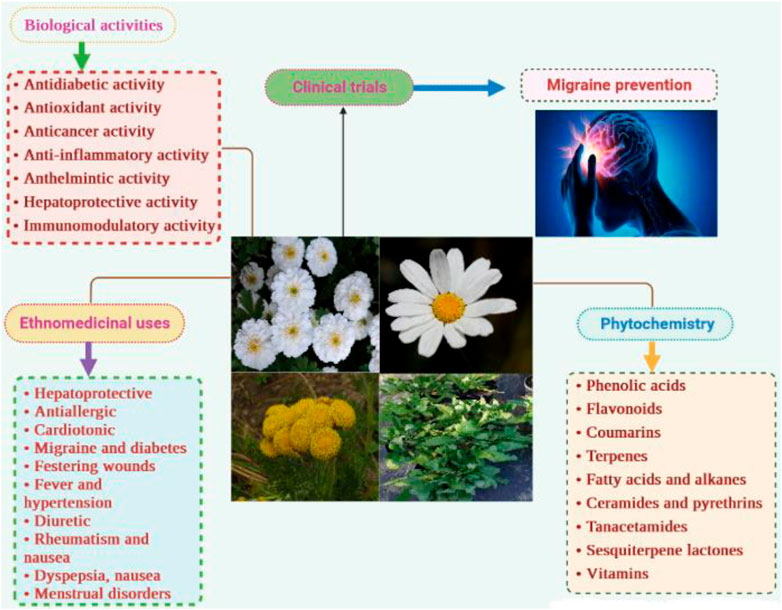 Frontiers  Tetraclinis articulata (vahl) masters: An insight into its  ethnobotany, phytochemistry, toxicity, biocide and therapeutic merits