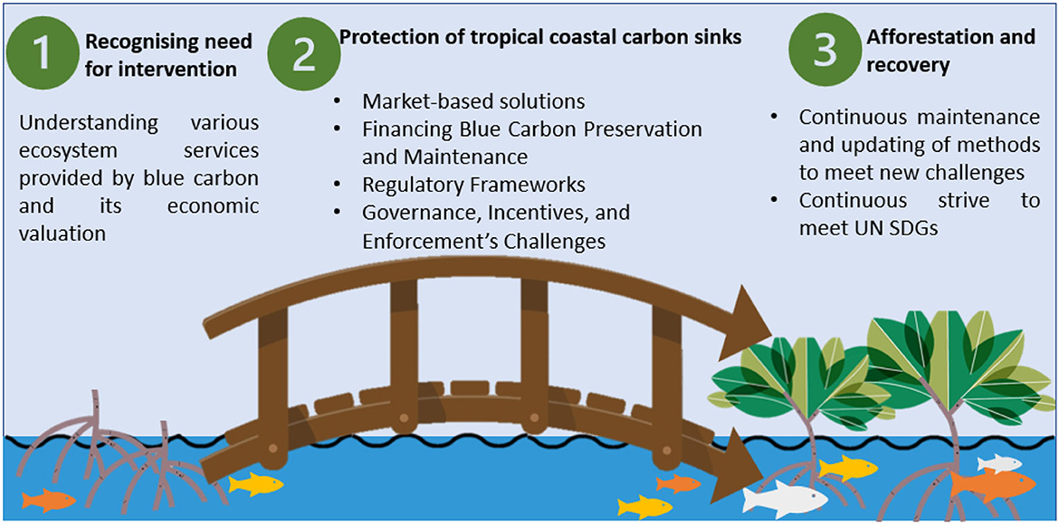 Frontiers Tropical Blue Carbon Solutions And Perspectives For