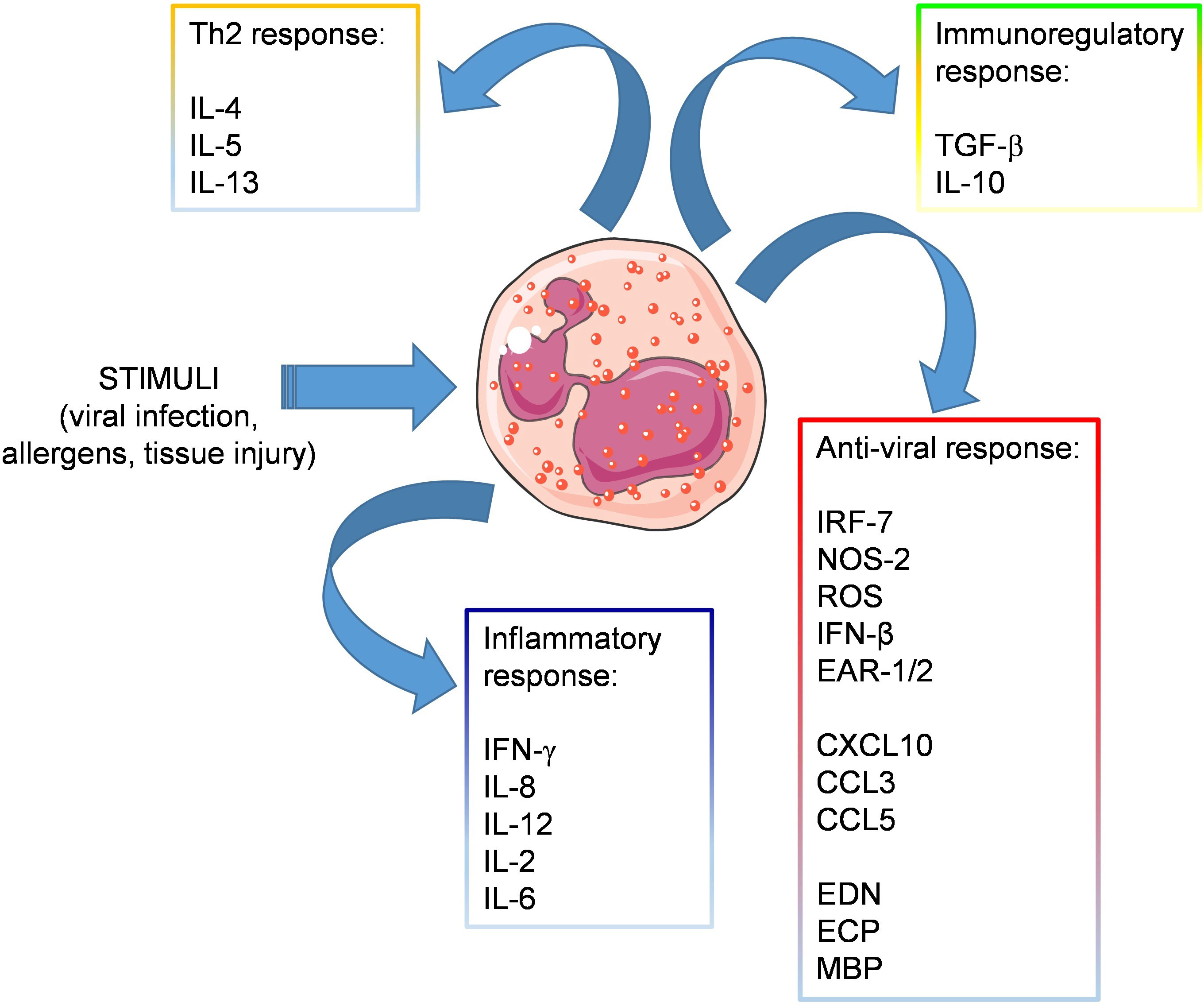 Frontiers | Eosinophils as potential biomarkers in respiratory