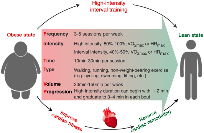Frontiers  Elucidating the primary mechanisms of high-intensity interval  training for improved cardiac fitness in obesity