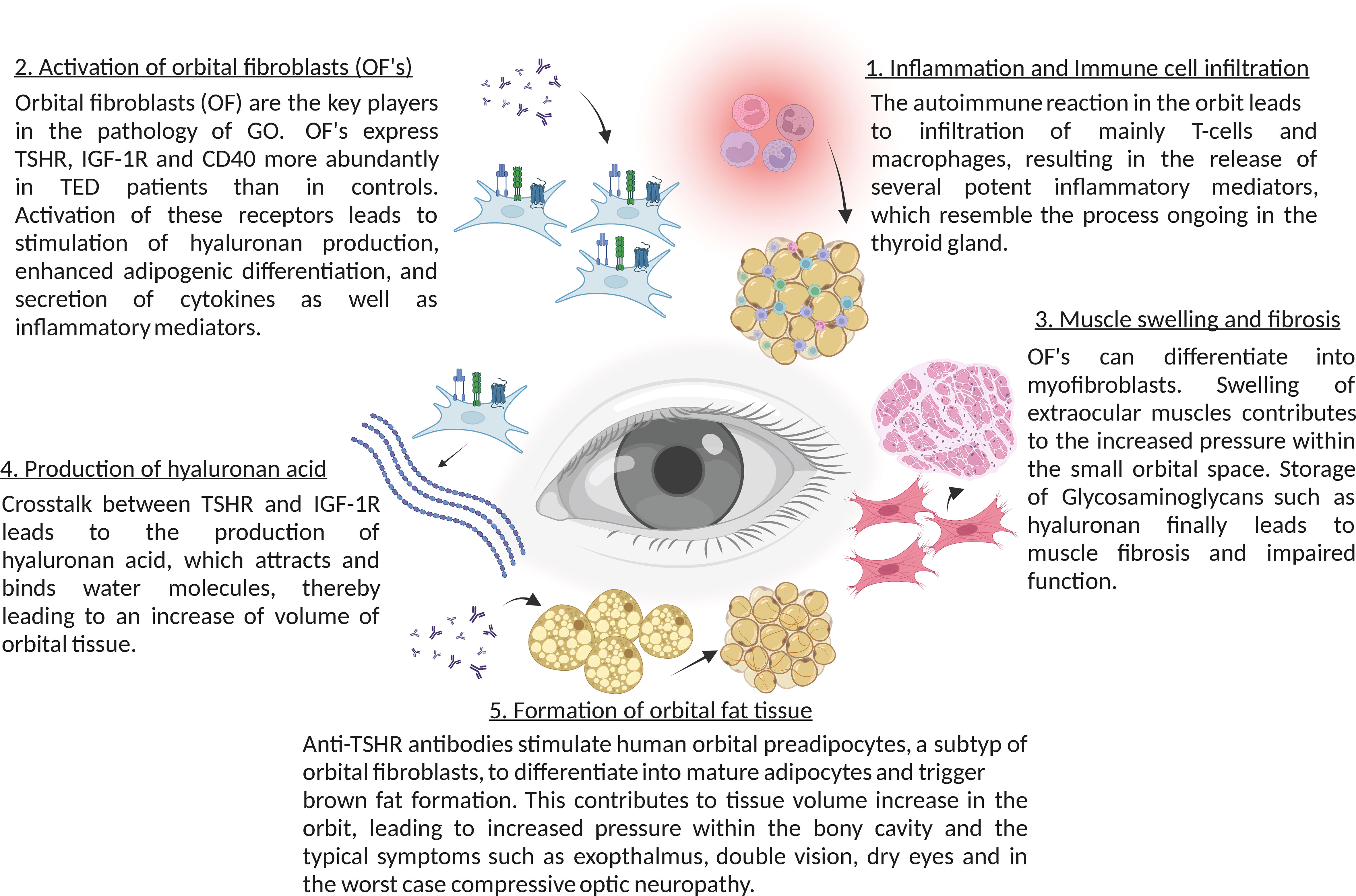 Frontiers Sphingolipids In Thyroid Eye Disease