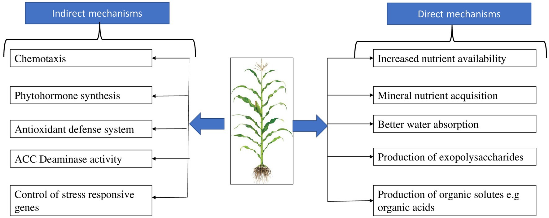 Frontiers | Signaling And Crosstalk Of Rhizobacterial And Plant ...