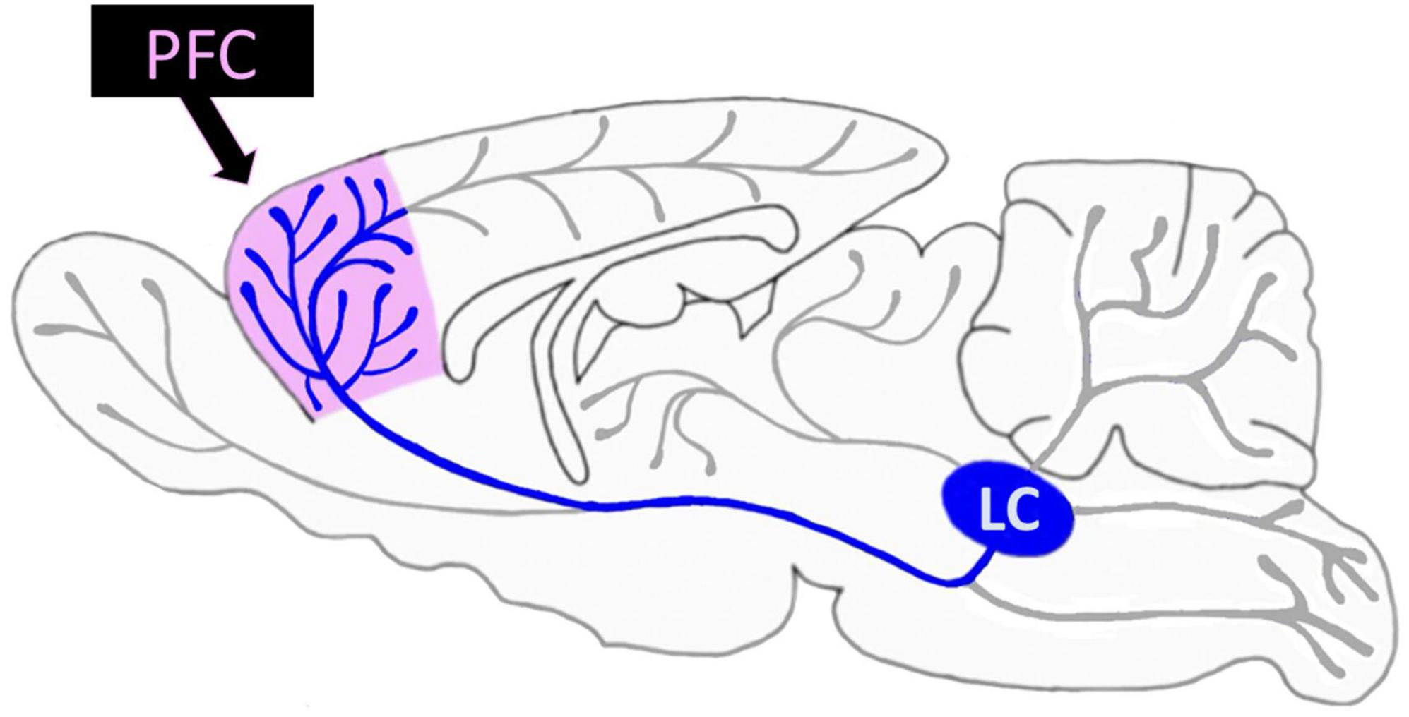 Frontiers  Prefrontal modulation of anxiety through a lens of