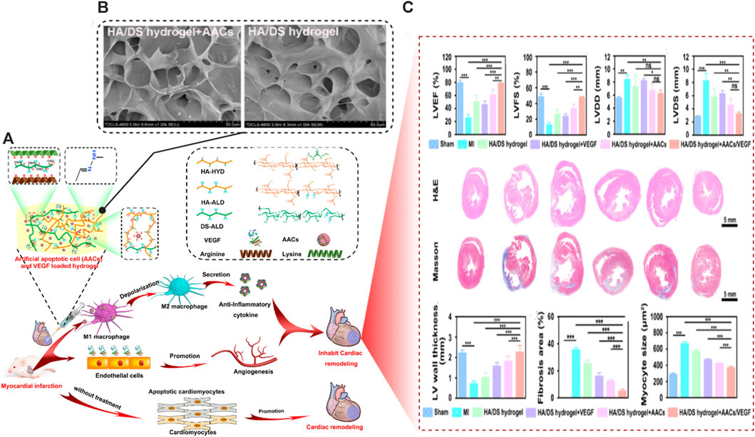 Frontiers | Stimuli-responsive Hydrogels: Smart State Of-the-art ...