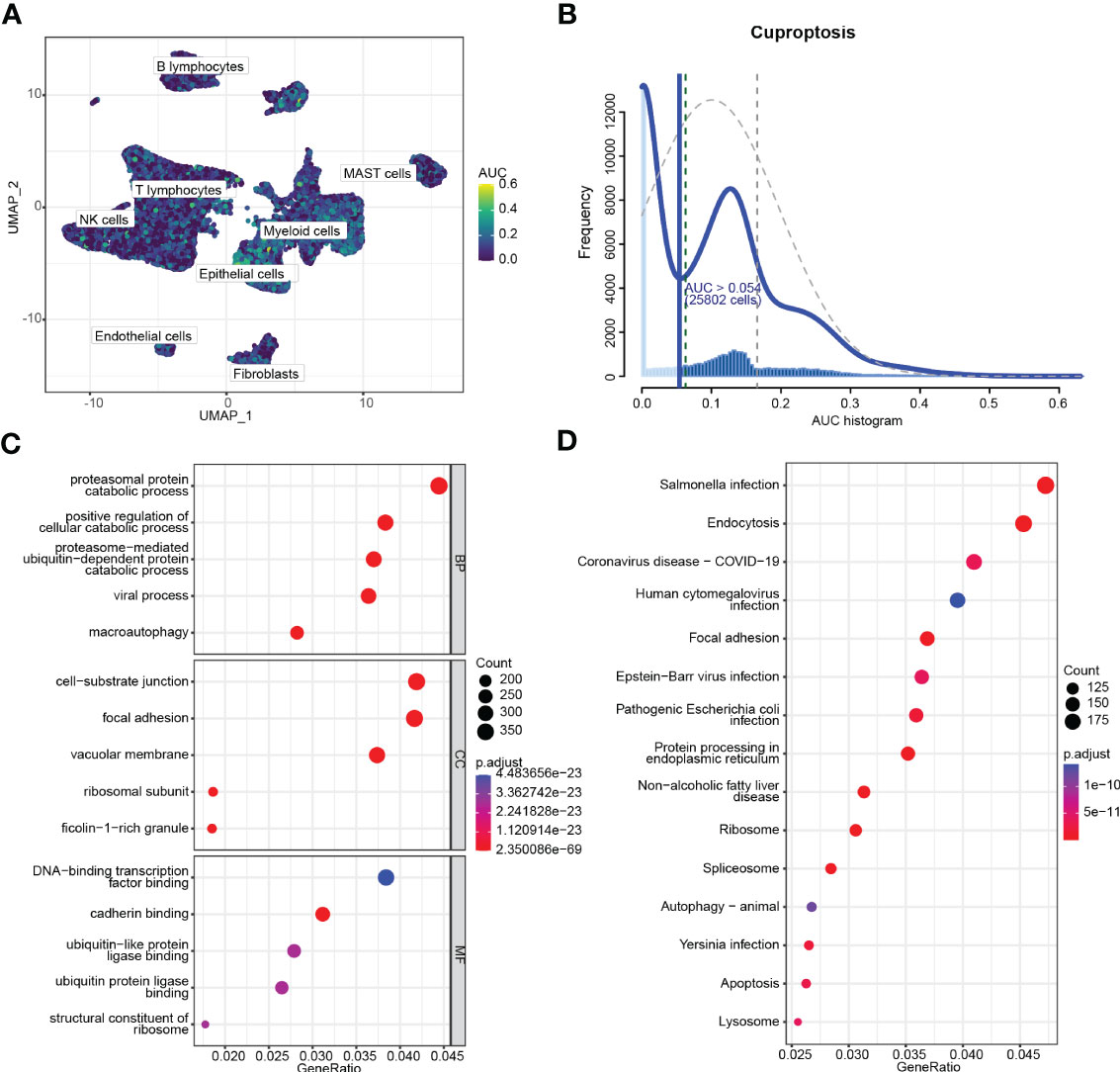 Frontiers | Identification And Validation Of A Novel Cuproptosis ...