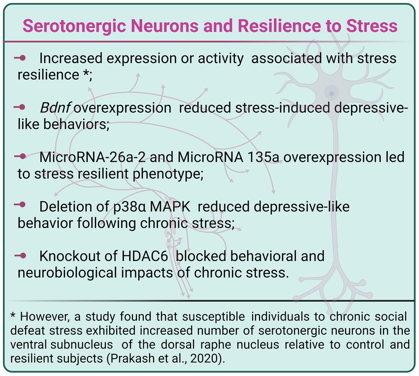 Frontiers | Involvement Of Brain Cell Phenotypes In Stress ...