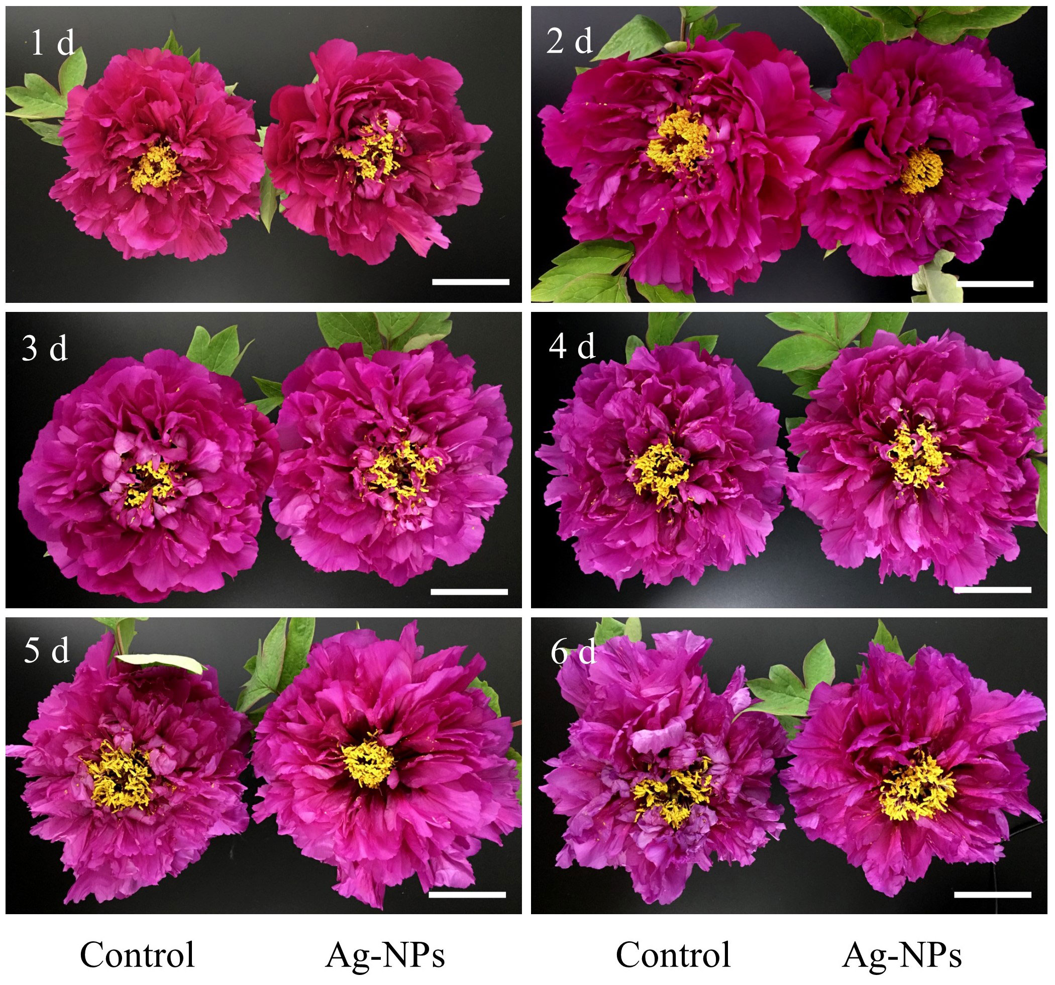 PDF] Effect of Humic Acid on Vase Life of Gerbera Flowers After