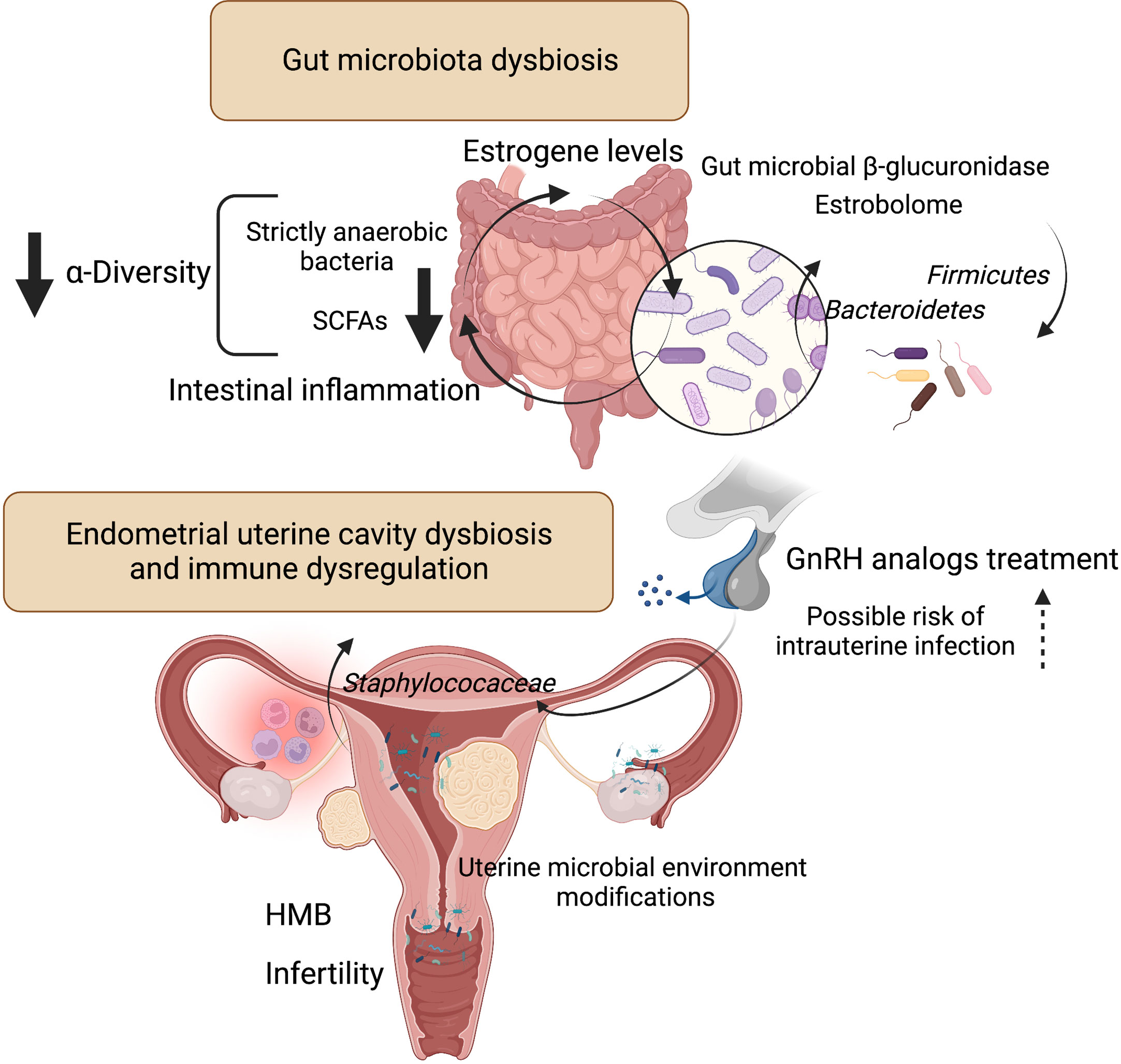 Frontiers  Endometriosis and Uterine Fibroids (Leiomyomata): Comorbidity,  Risks and Implications