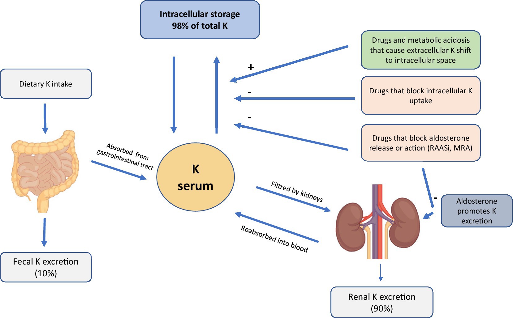 Frontiers Hyperkalemia In CKD An Overview Of Available Therapeutic 