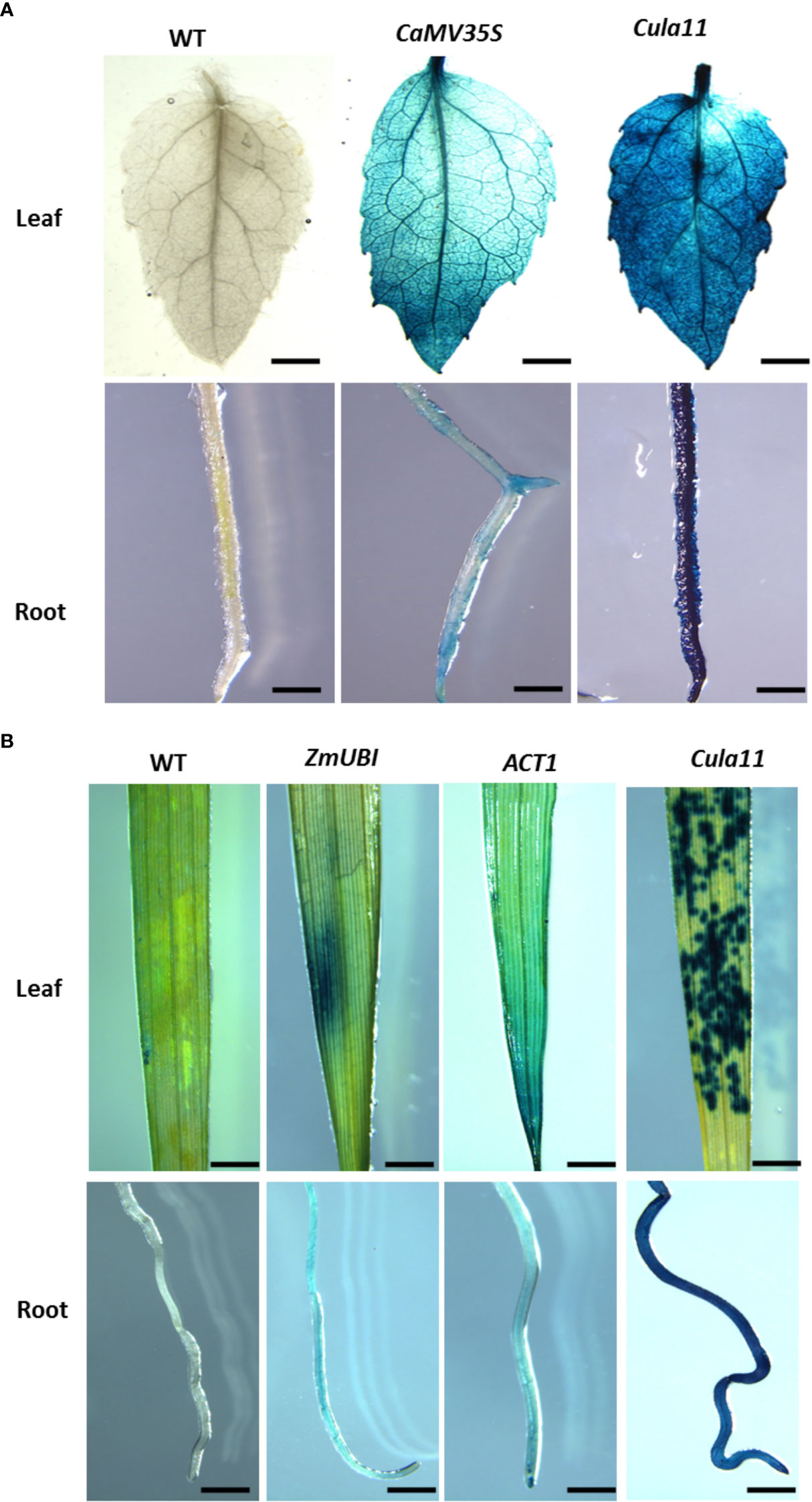 The activities of four constitutively expressed promoters in single-copy  transgenic rice plants for two homozygous generations
