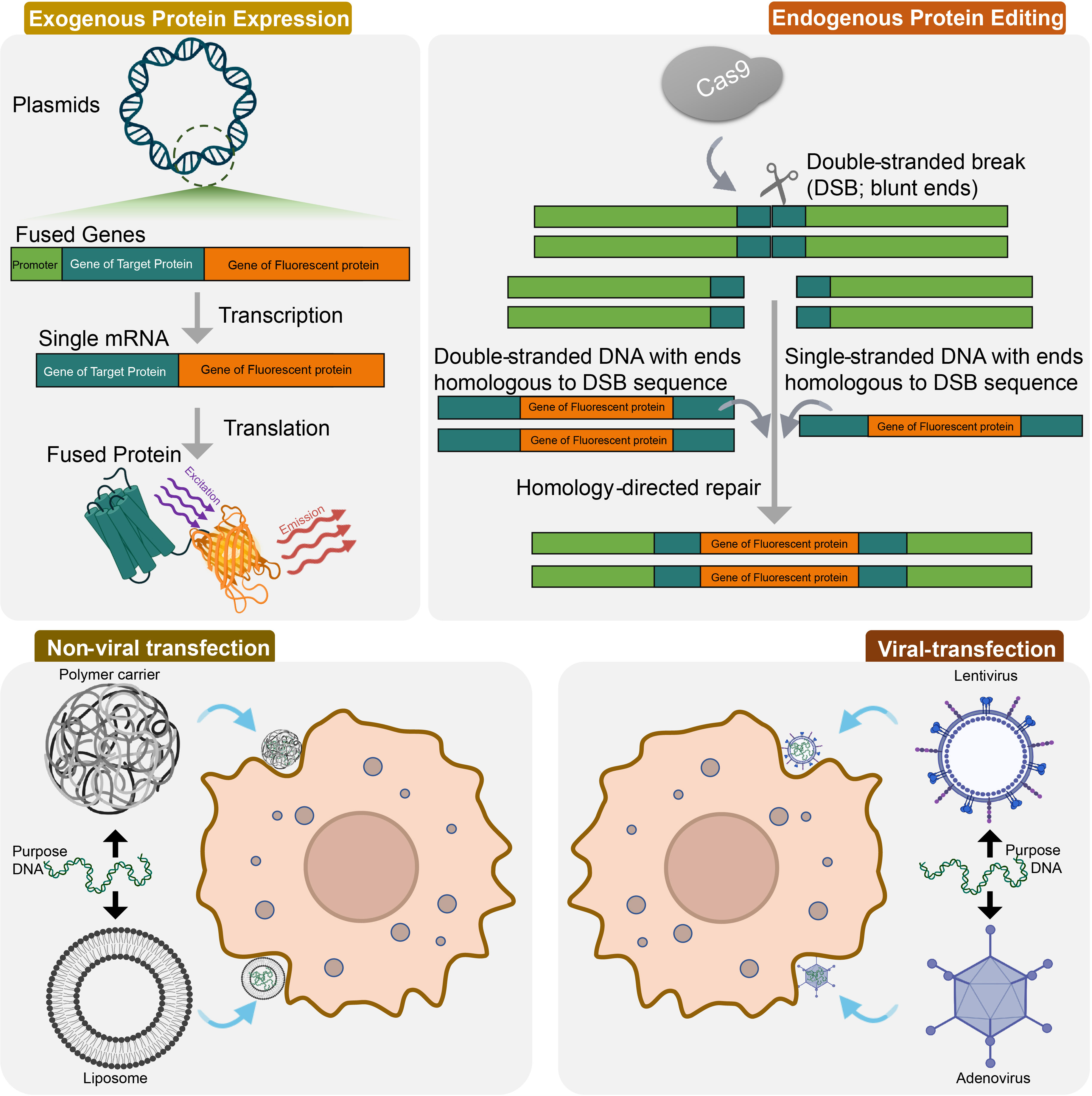 Frontiers  Detecting and measuring of GPCR signaling – comparison