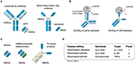 Frontiers | Nanobodies as modulators of inflammation: potential ...