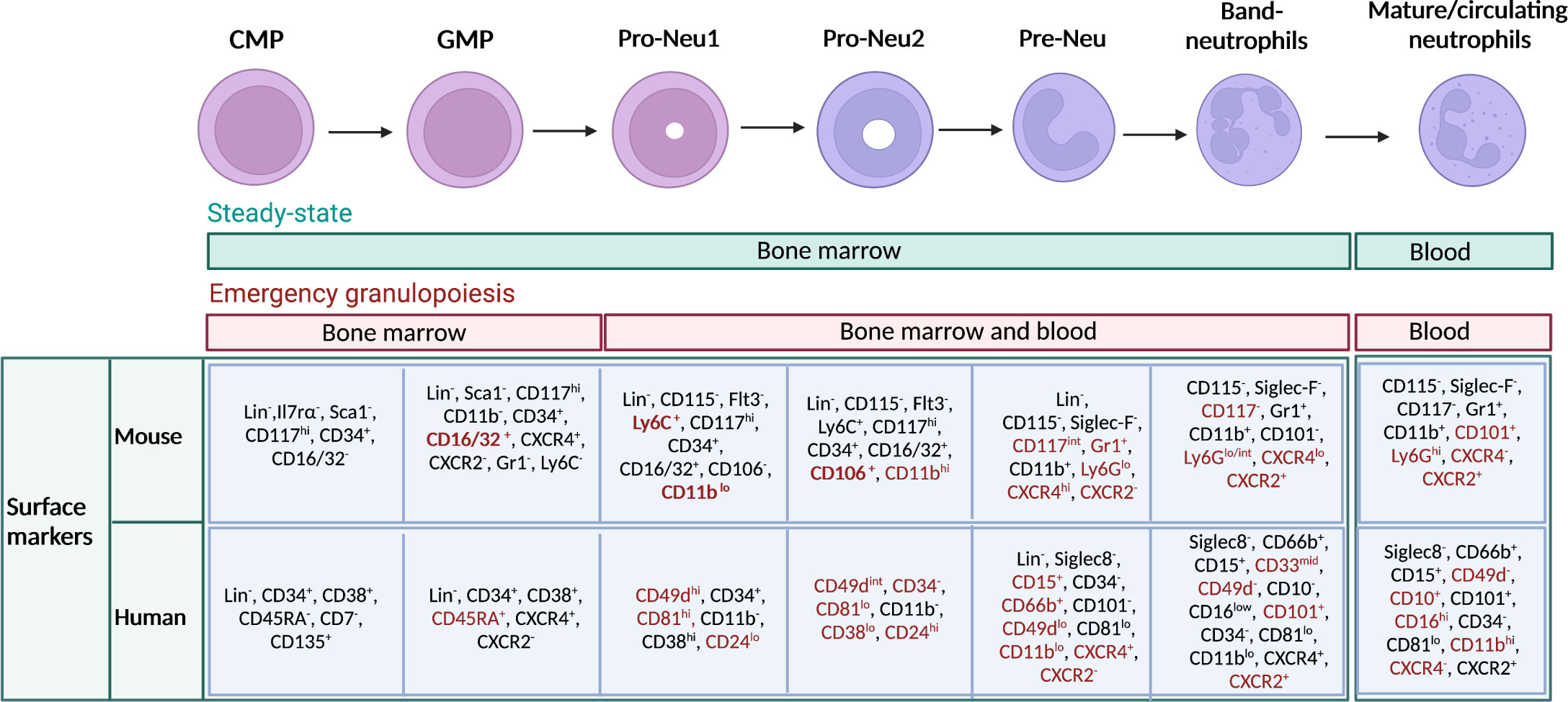 Frontiers Neutrophil diversity in inflammation and cancer