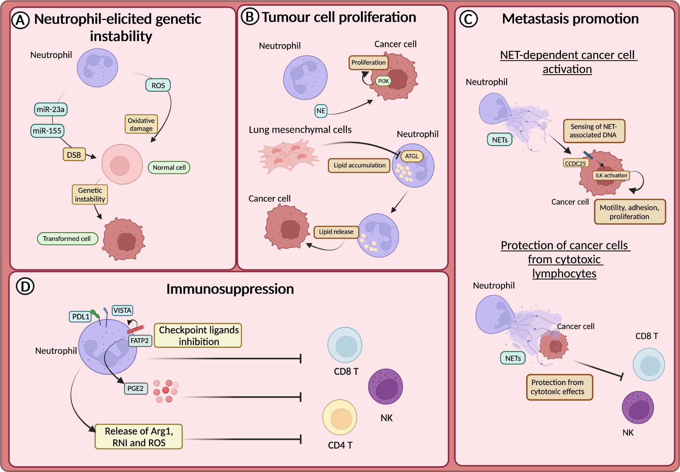 Frontiers | Neutrophil Diversity In Inflammation And Cancer