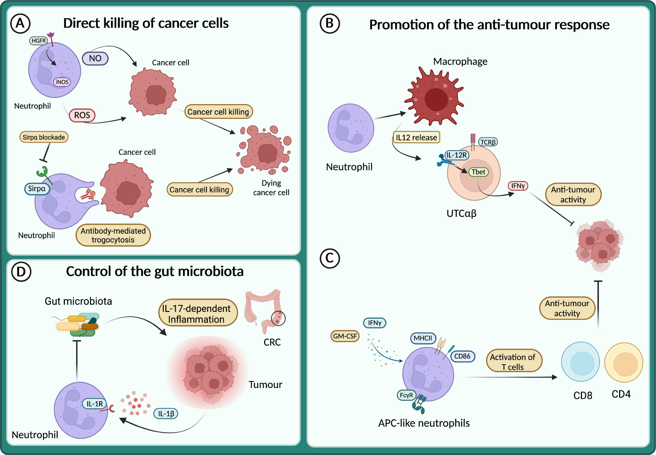 Frontiers | Neutrophil Diversity In Inflammation And Cancer