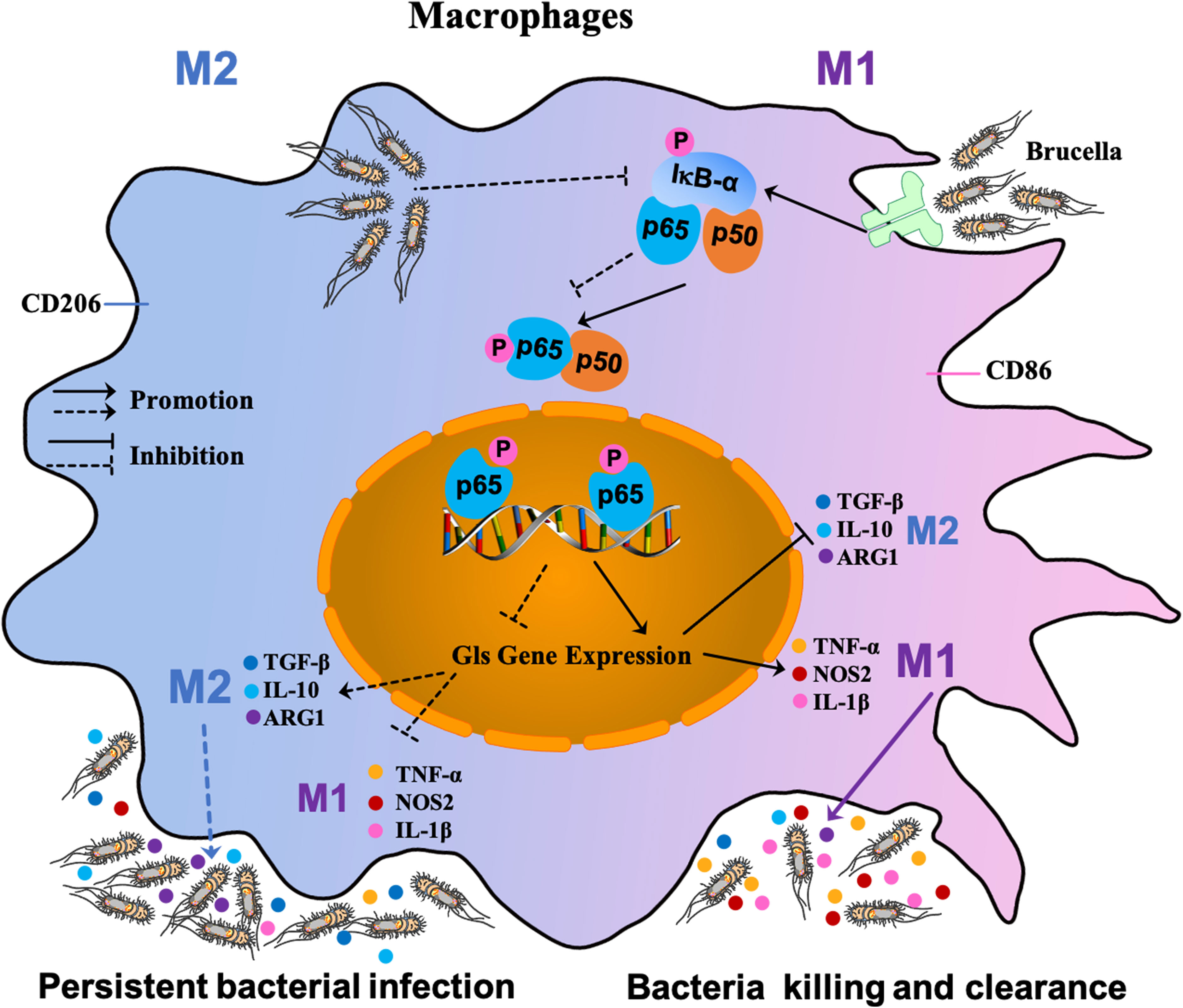 Frontiers | Brucella Abortus Modulates Macrophage Polarization And ...