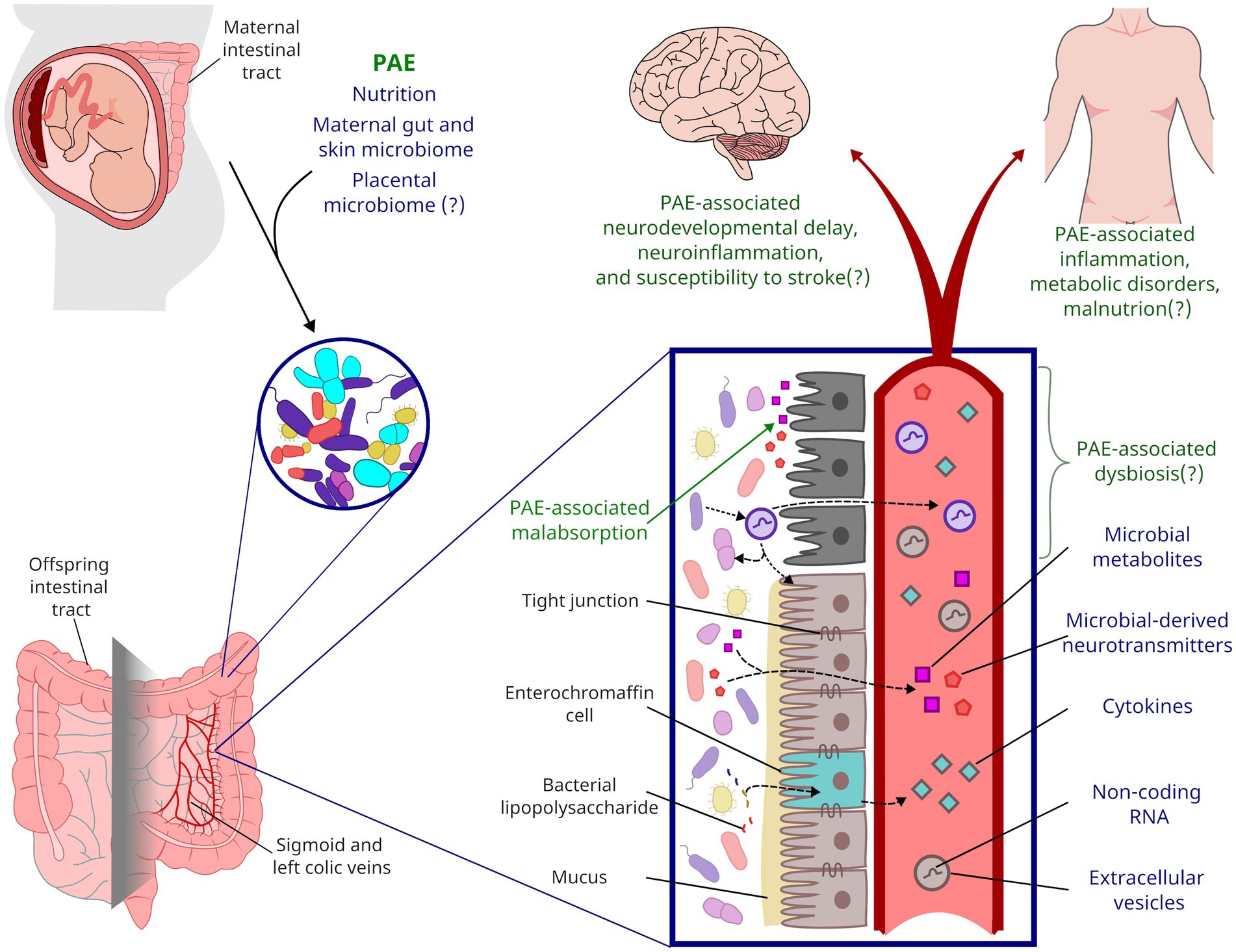 Frontiers Microbiota and nutrition as risk and resiliency factors following prenatal alcohol exposure